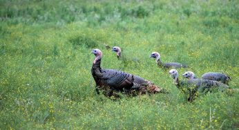 Pre-Thanksgiving Blast at Texas Chemical Plant Raises Serious Questions
